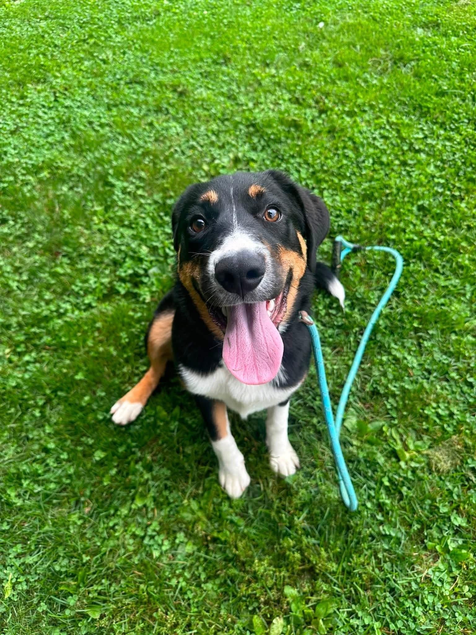 Enlarge Eleanor, a Adopted mixed breed in Myerstown, PA image 1/6