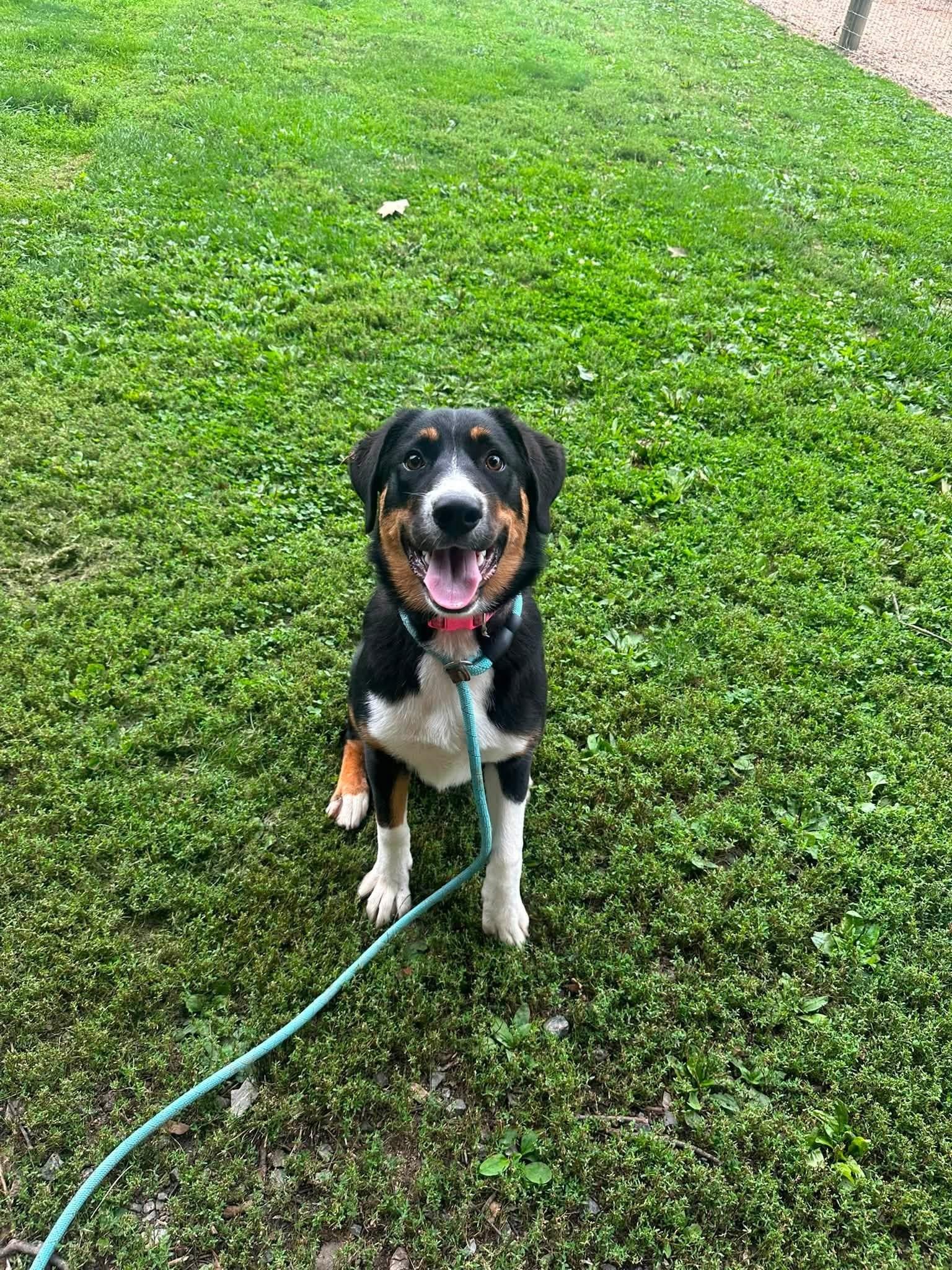Enlarge Eleanor, a Adopted mixed breed in Myerstown, PA image 3/6