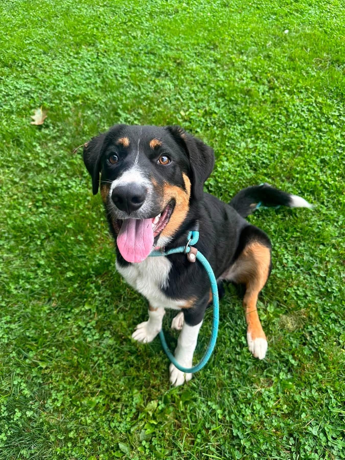 Enlarge Eleanor, a Adopted mixed breed in Myerstown, PA image 6/6