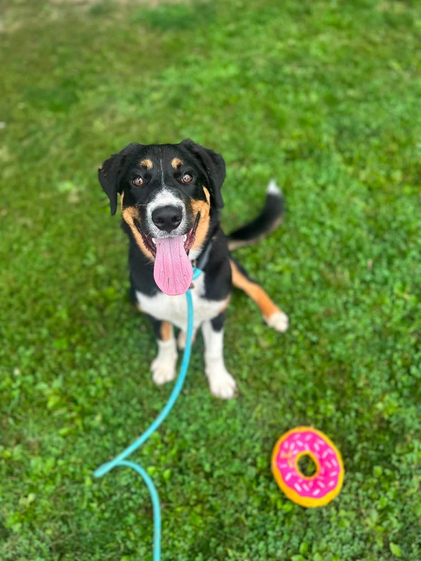 Enlarge Eleanor, a Adopted mixed breed in Myerstown, PA image 2/6