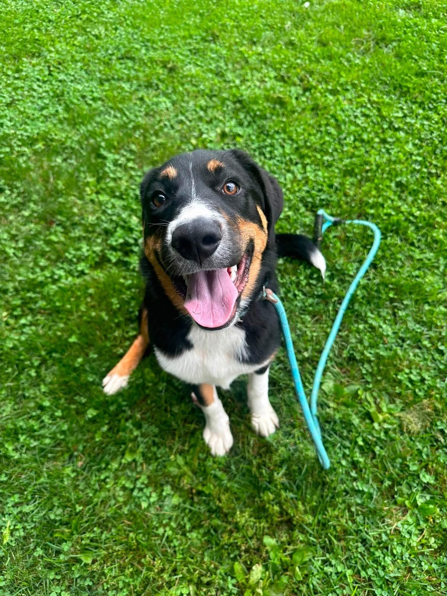 Enlarge Eleanor, a Adopted mixed breed in Myerstown, PA image 4/6