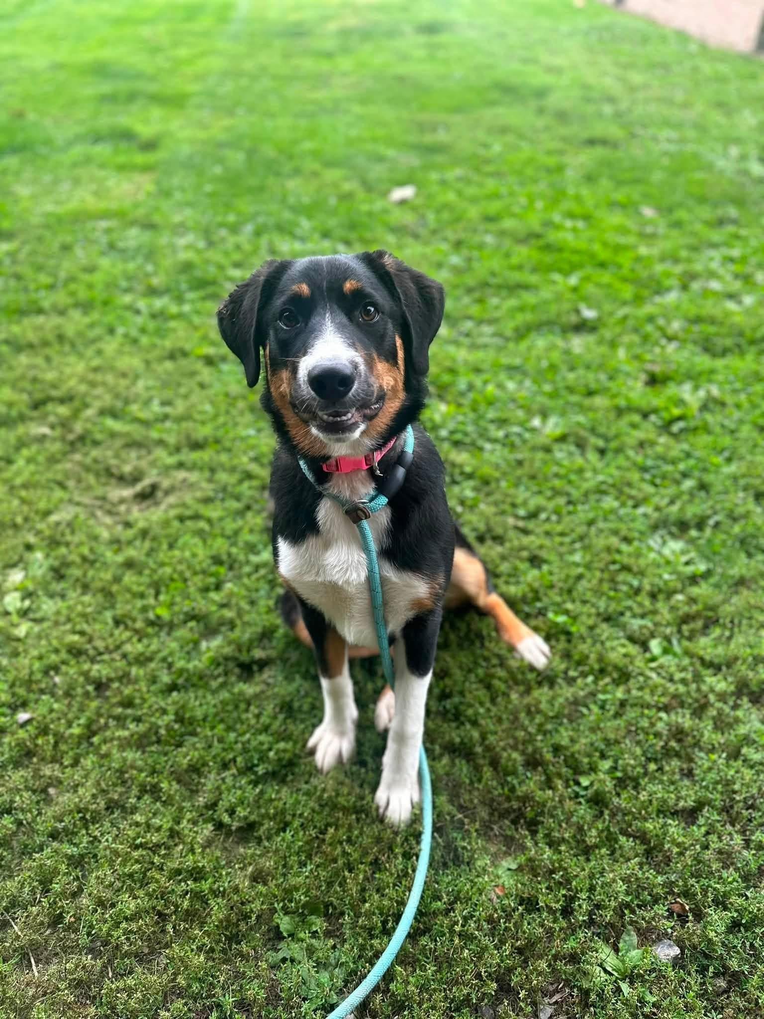 Enlarge Eleanor, a Adopted mixed breed in Myerstown, PA image 5/6