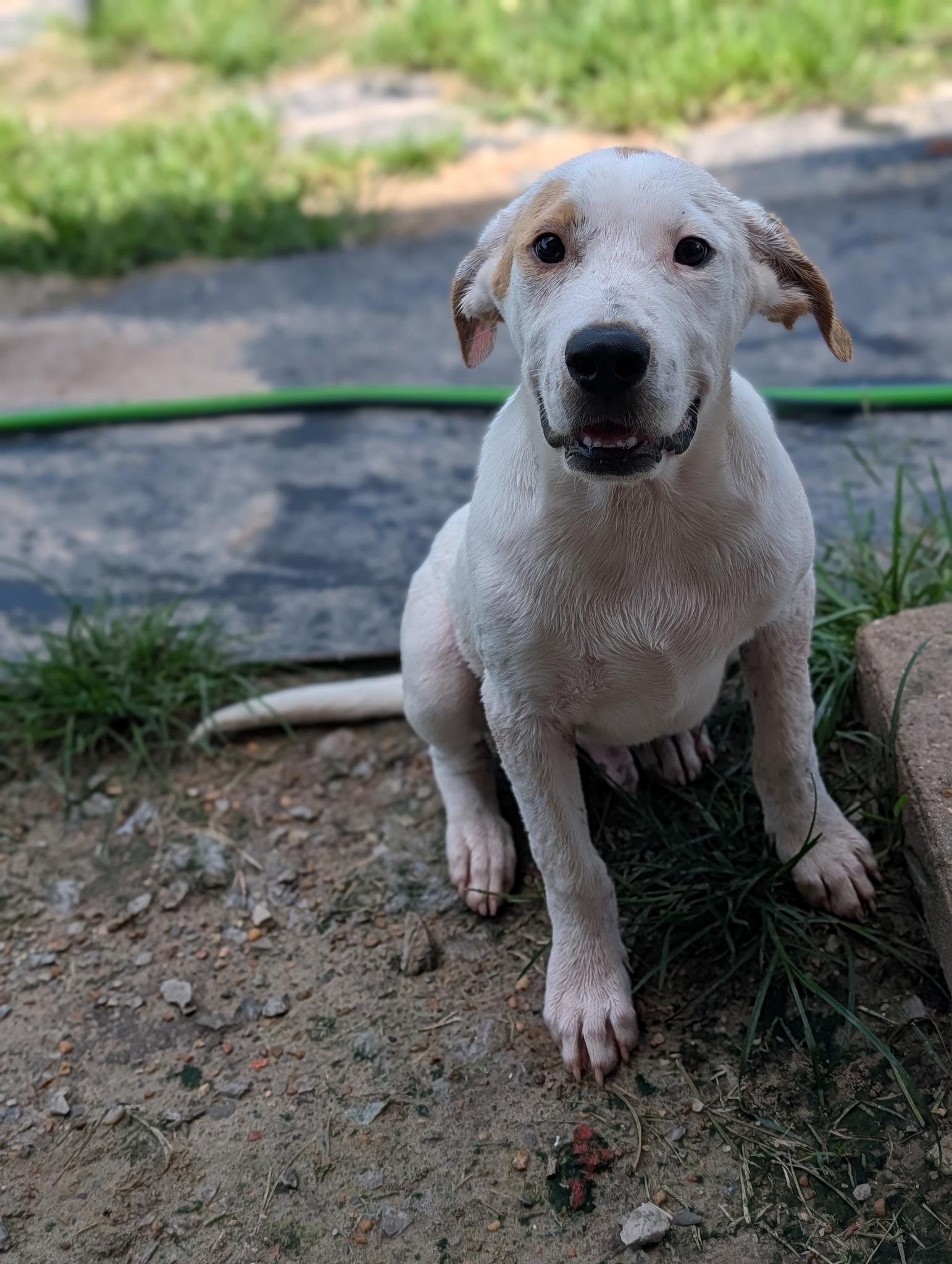 JR, a ADOPTABLE Dogo Argentino in Blytheville, AR image 2/5