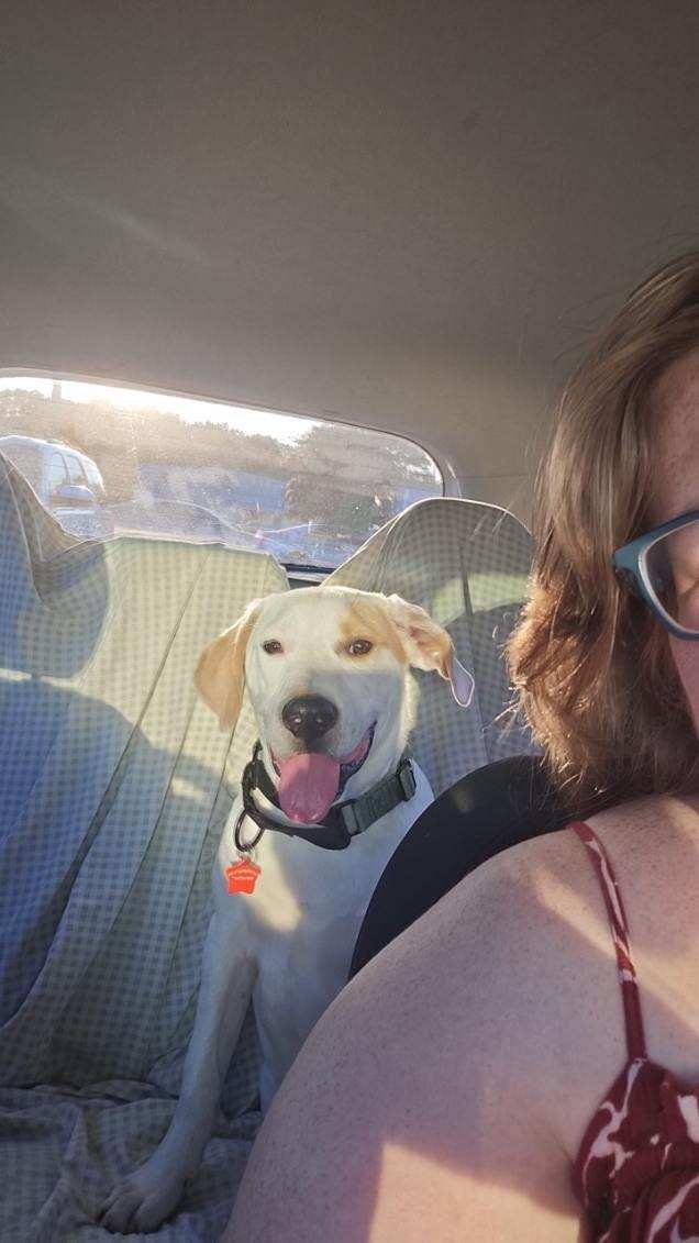 JR, ADOPTABLE, Young Male Dogo Argentino.