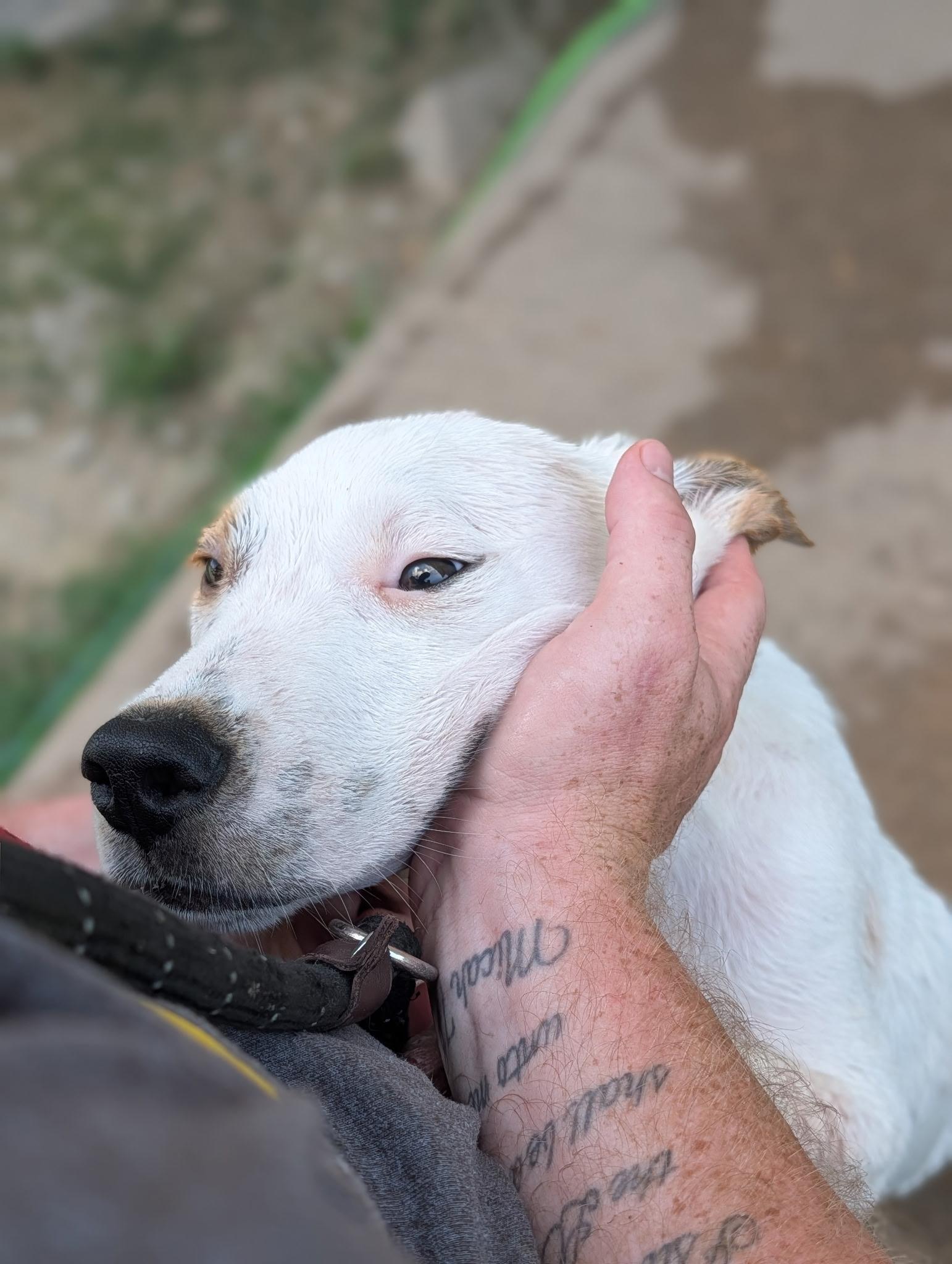 JR, a ADOPTABLE Dogo Argentino in Blytheville, AR image 4/5