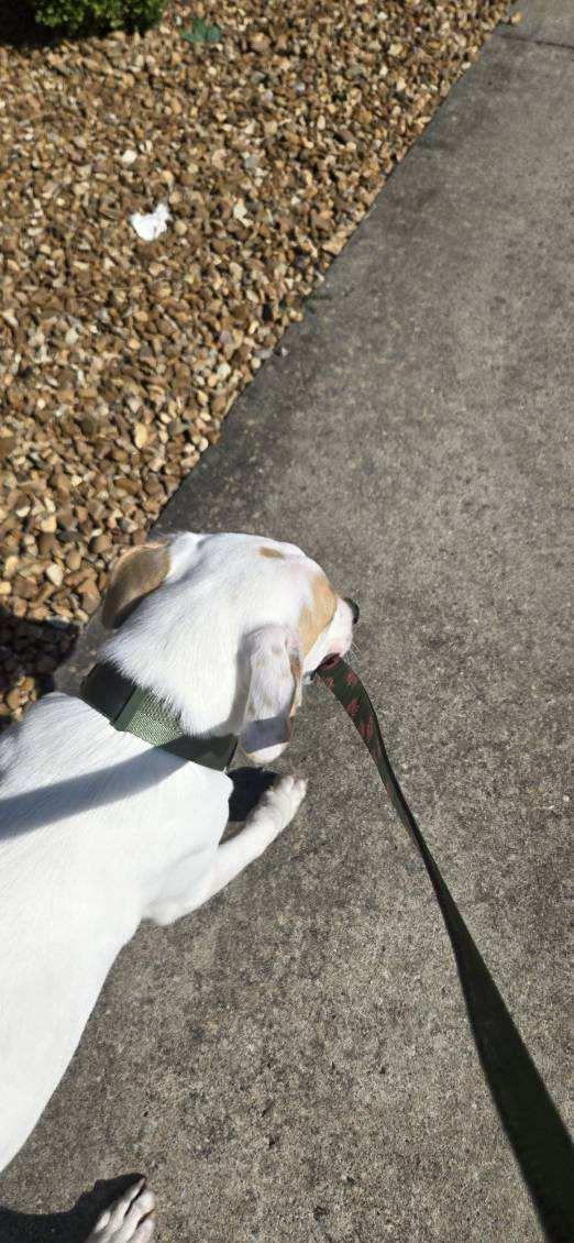 JR, a ADOPTABLE Dogo Argentino in Blytheville, AR image 5/5