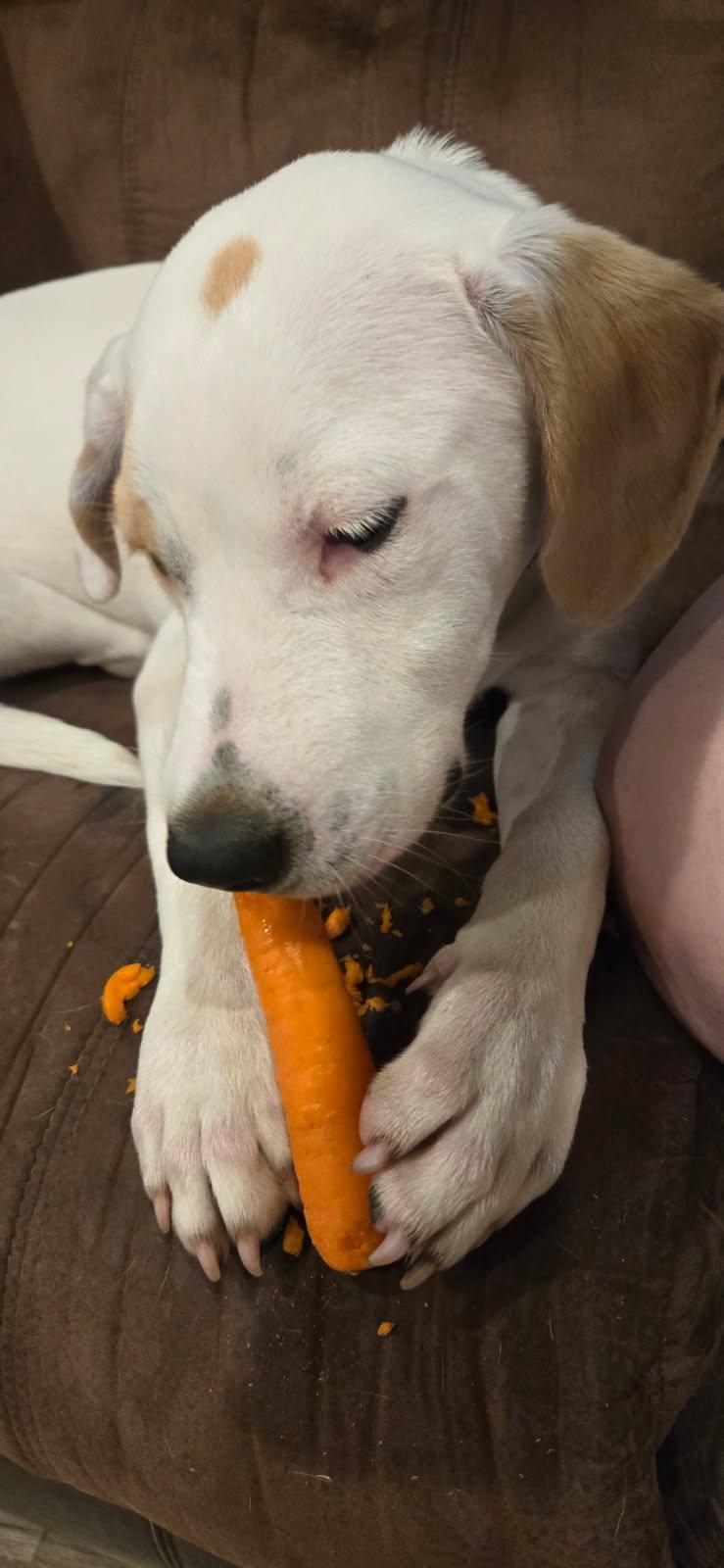 JR, a ADOPTABLE Dogo Argentino in Blytheville, AR image 3/5