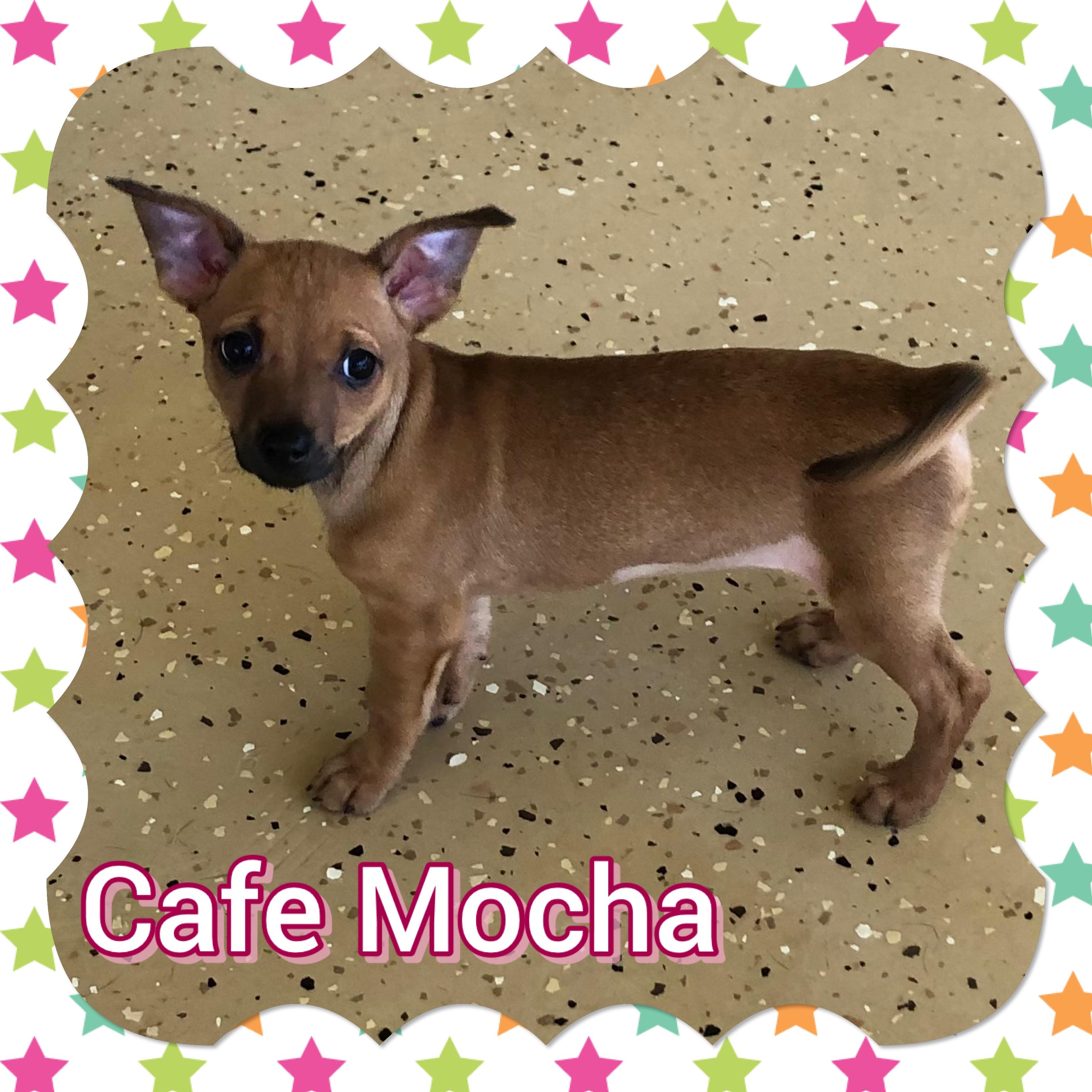 Cafe Mocha, Adopted, Puppy Female Chihuahua.