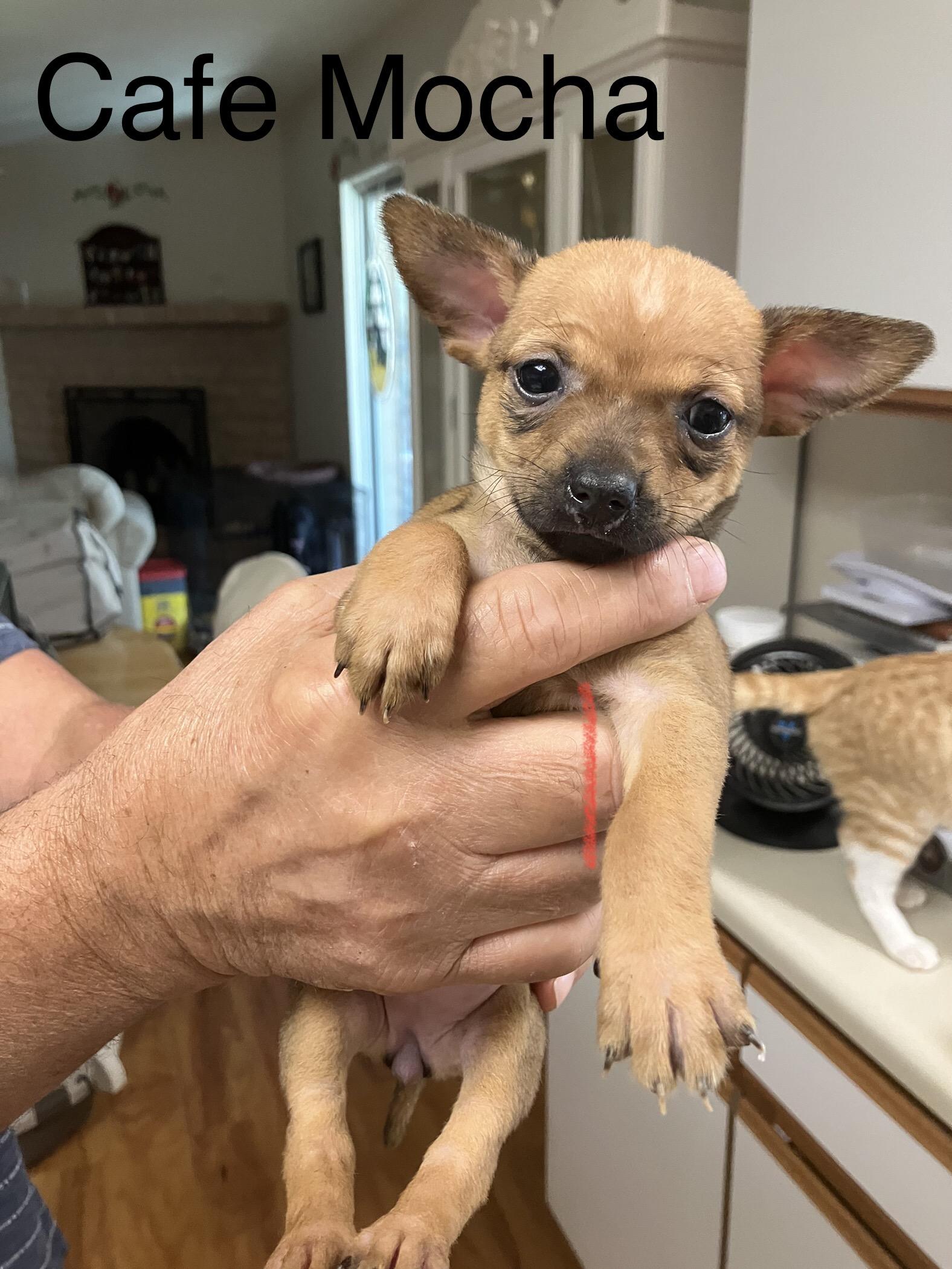 Enlarge Cafe Mocha, a Adopted Chihuahua in Tucson, AZ image 2/2