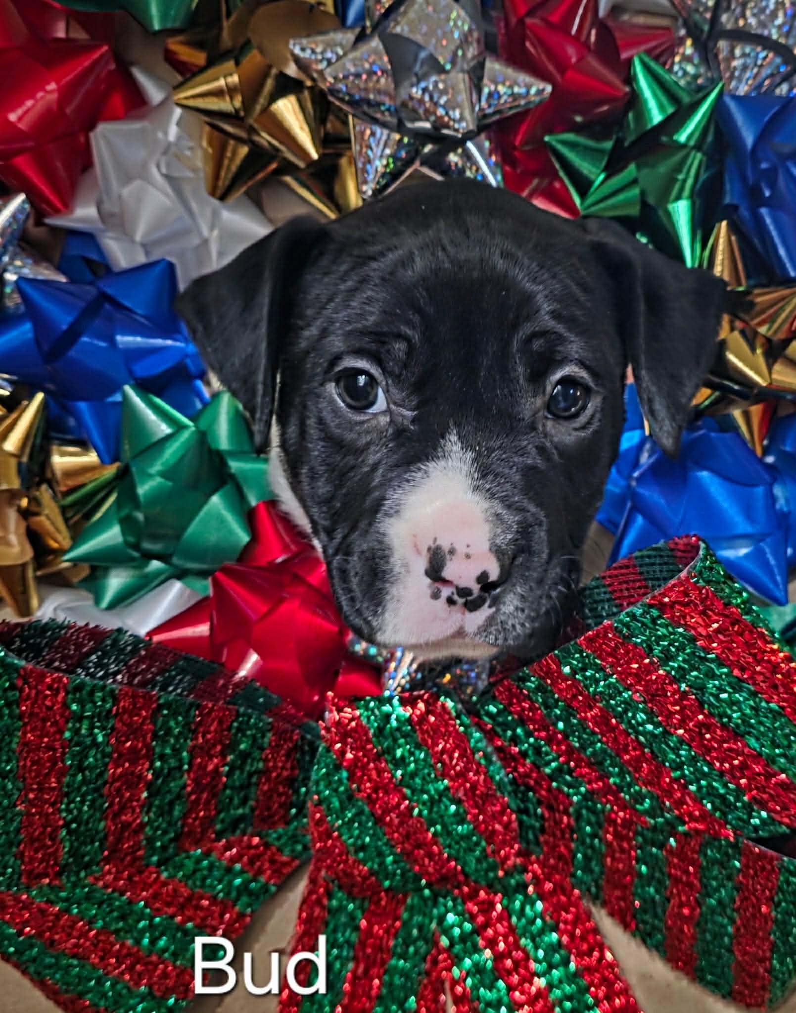 Enlarge Bud, a Adopted mixed breed in Lincoln Park, NJ image 1/1
