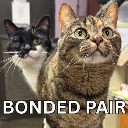 Enlarge Bona, a ADOPTABLE Domestic Short Hair in North Myrtle Beach, SC image 1/6