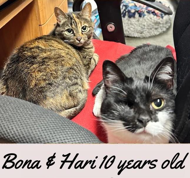 Enlarge Bona, a ADOPTABLE Domestic Short Hair in North Myrtle Beach, SC image 4/4