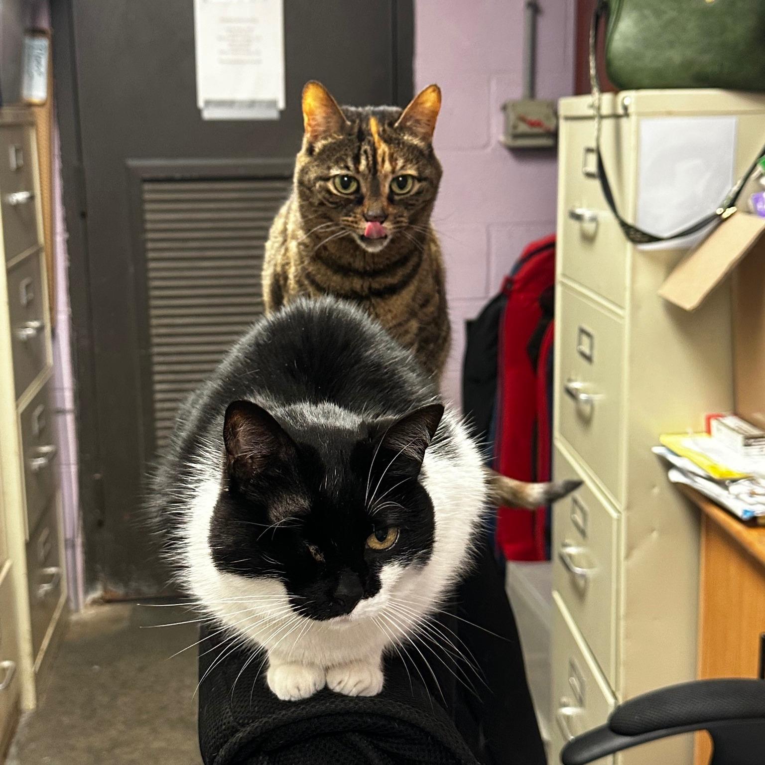 Bona — thumbnail 3