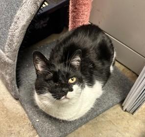 Bona, ADOPTABLE, Senior Female Domestic Short Hair.