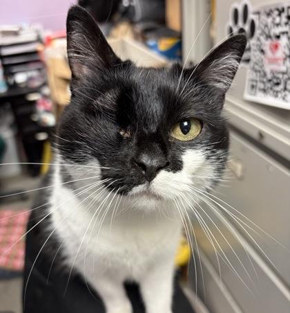 Bona, ADOPTABLE, Senior Female Domestic Short Hair.