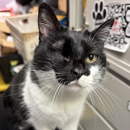 Enlarge Bona, a ADOPTABLE Domestic Short Hair in North Myrtle Beach, SC image 2/6