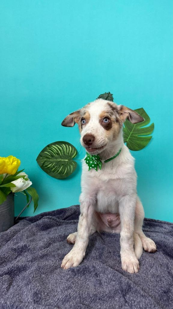 Earth, Adoptable, Puppy Male Australian Shepherd & Cattle Dog.