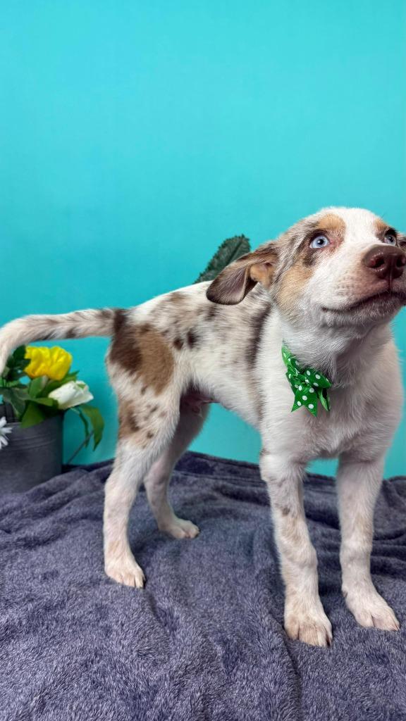Earth, a Adoptable mixed breed in Phoenix, AZ image 2/4
