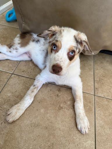 Earth, a Adoptable mixed breed in Phoenix, AZ image 3/4