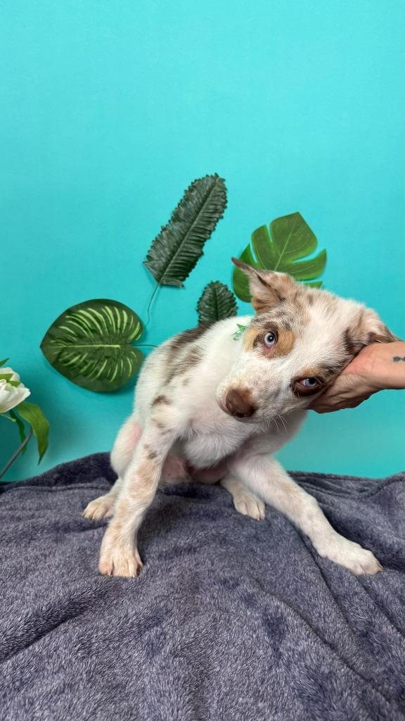 Earth, a Adoptable mixed breed in Phoenix, AZ image 4/4