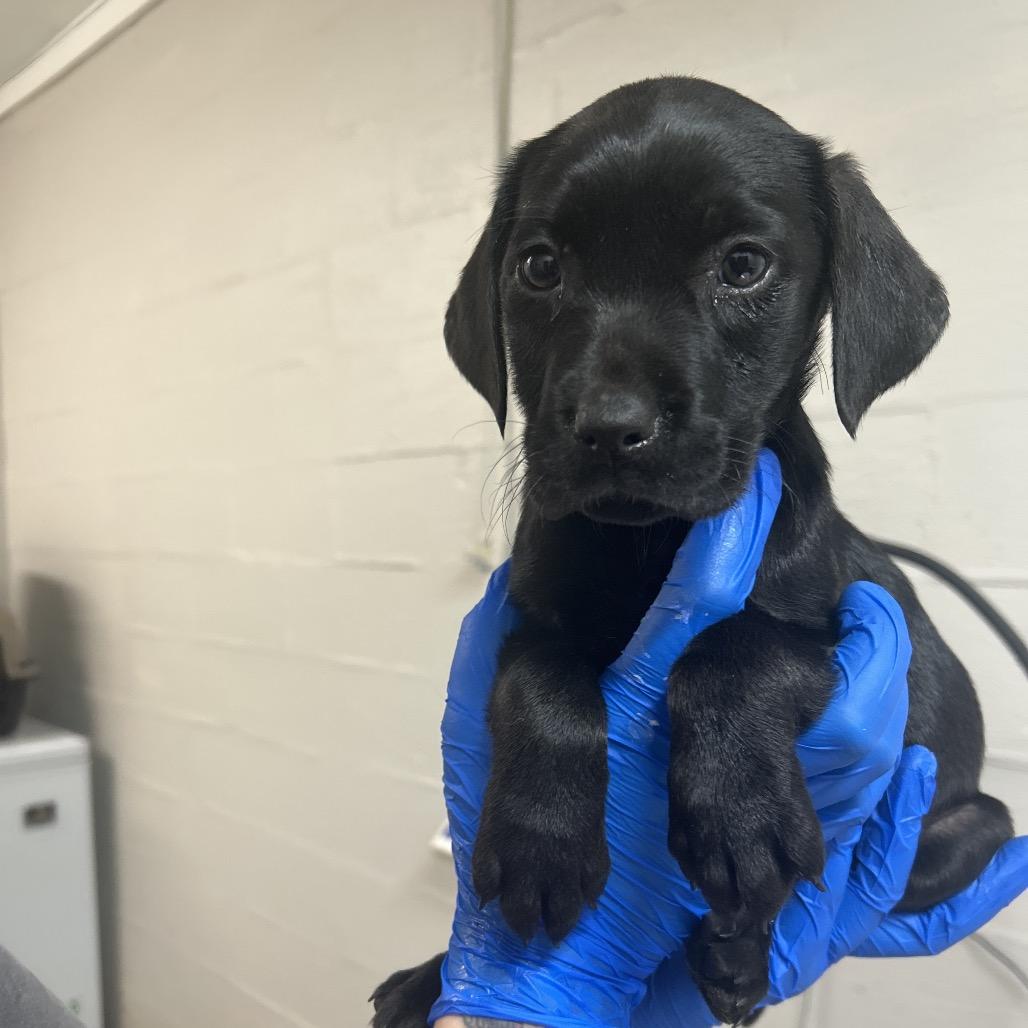 Santa Baby, Adoptable, Puppy Female Great Pyrenees.