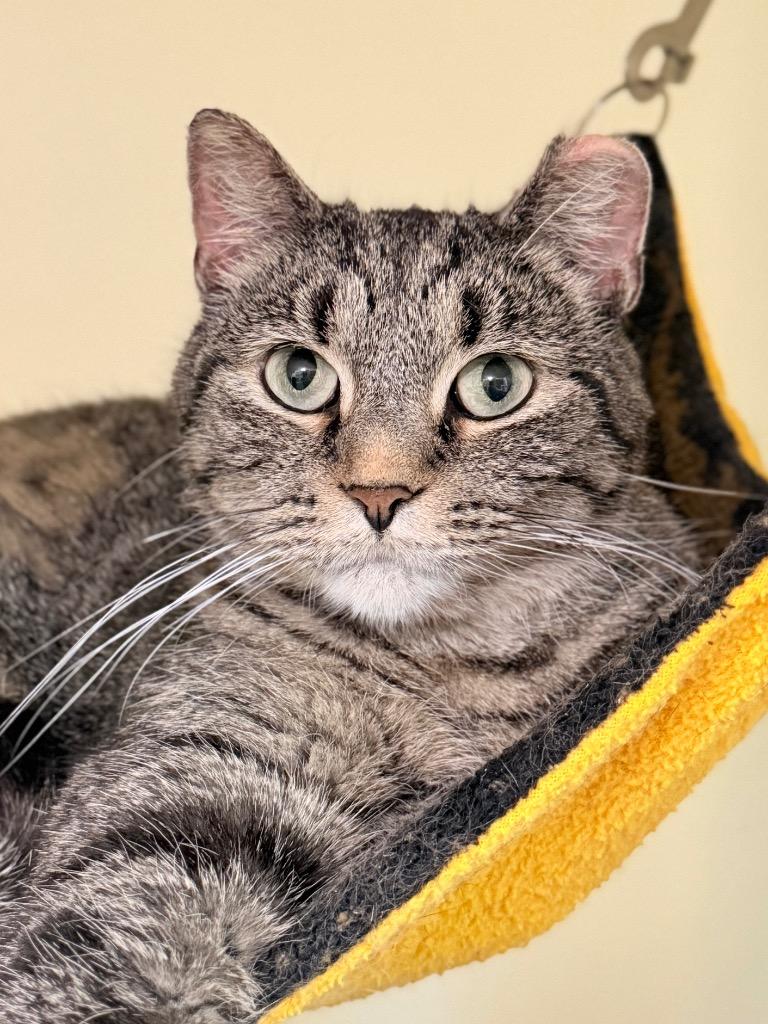 Enlarge Caramel, a Adoptable mixed breed in Menomonie, WI image 2/5