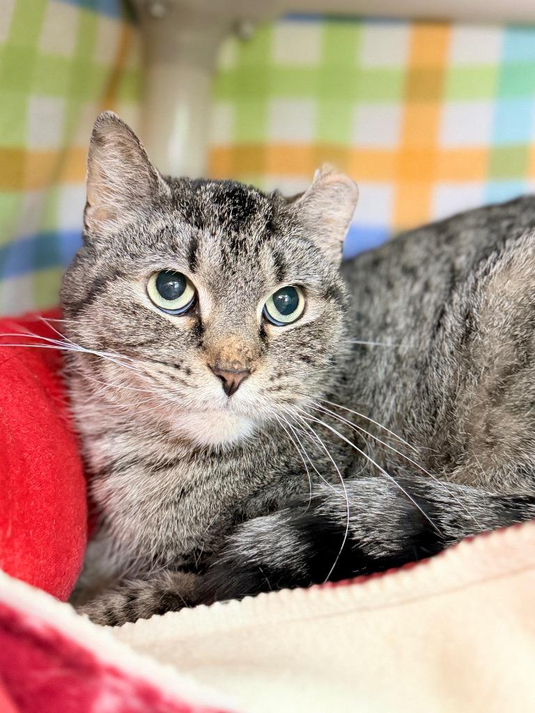 Caramel, Adoptable, Adult Female Domestic Short Hair.