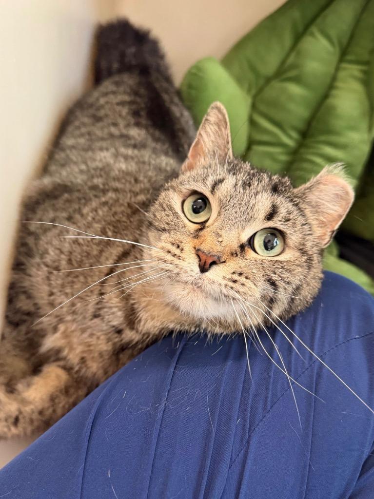 Enlarge Caramel, a Adoptable mixed breed in Menomonie, WI image 3/4