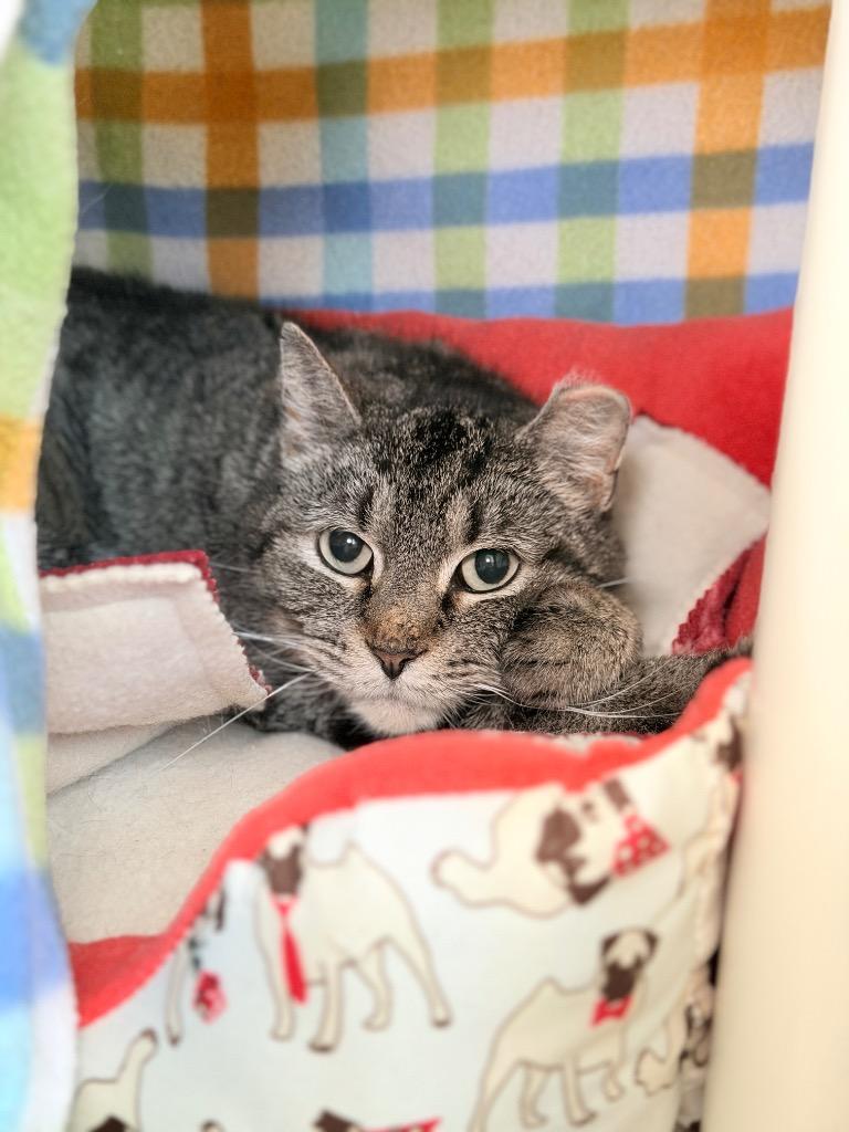 Enlarge Caramel, a Adoptable mixed breed in Menomonie, WI image 2/2