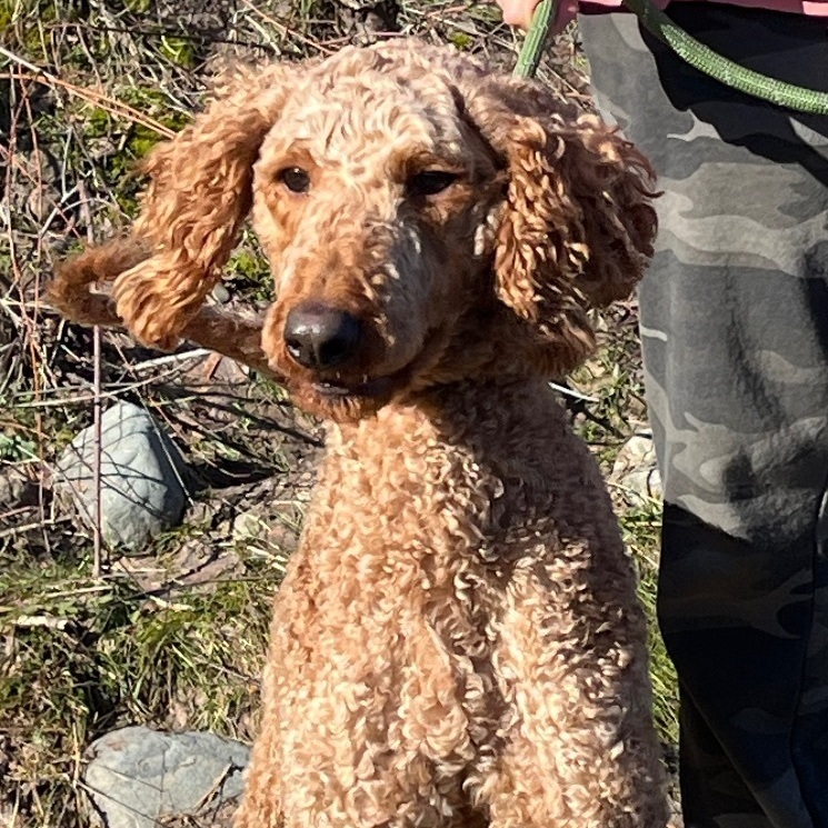 Thelma, a Adopted Standard Poodle in Cashmere, WA image 1/6