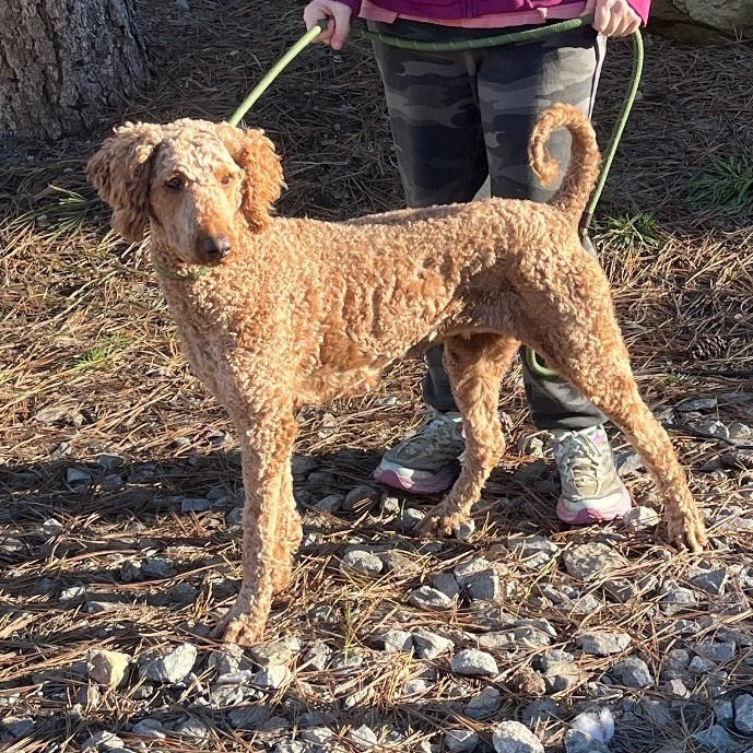 Thelma, a Adopted Standard Poodle in Cashmere, WA image 2/6