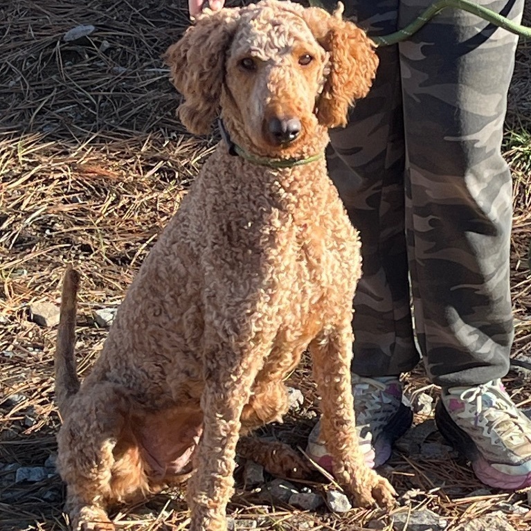 Thelma, a Adopted Standard Poodle in Cashmere, WA image 3/6