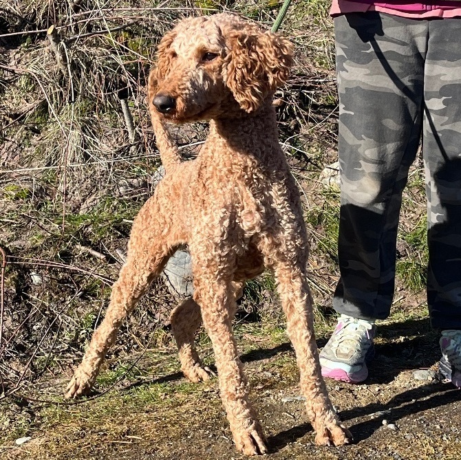 Thelma, a Adopted Standard Poodle in Cashmere, WA image 4/6