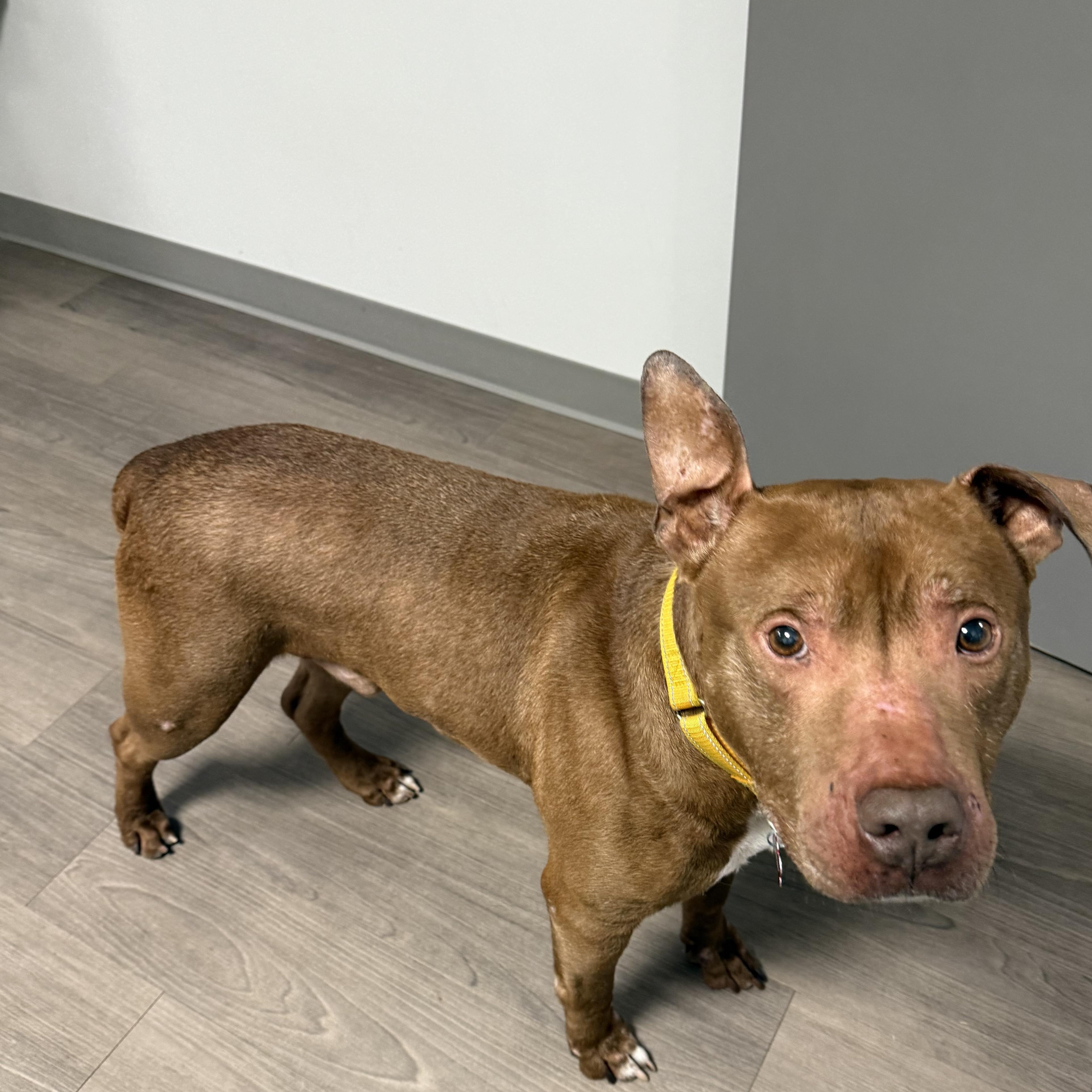 Enlarge Canfield, a ADOPTABLE mixed breed in Detroit, MI image 3/6