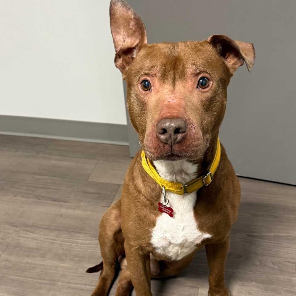 Canfield, ADOPTABLE, Adult Male Mixed Breed & Pit Bull Terrier.