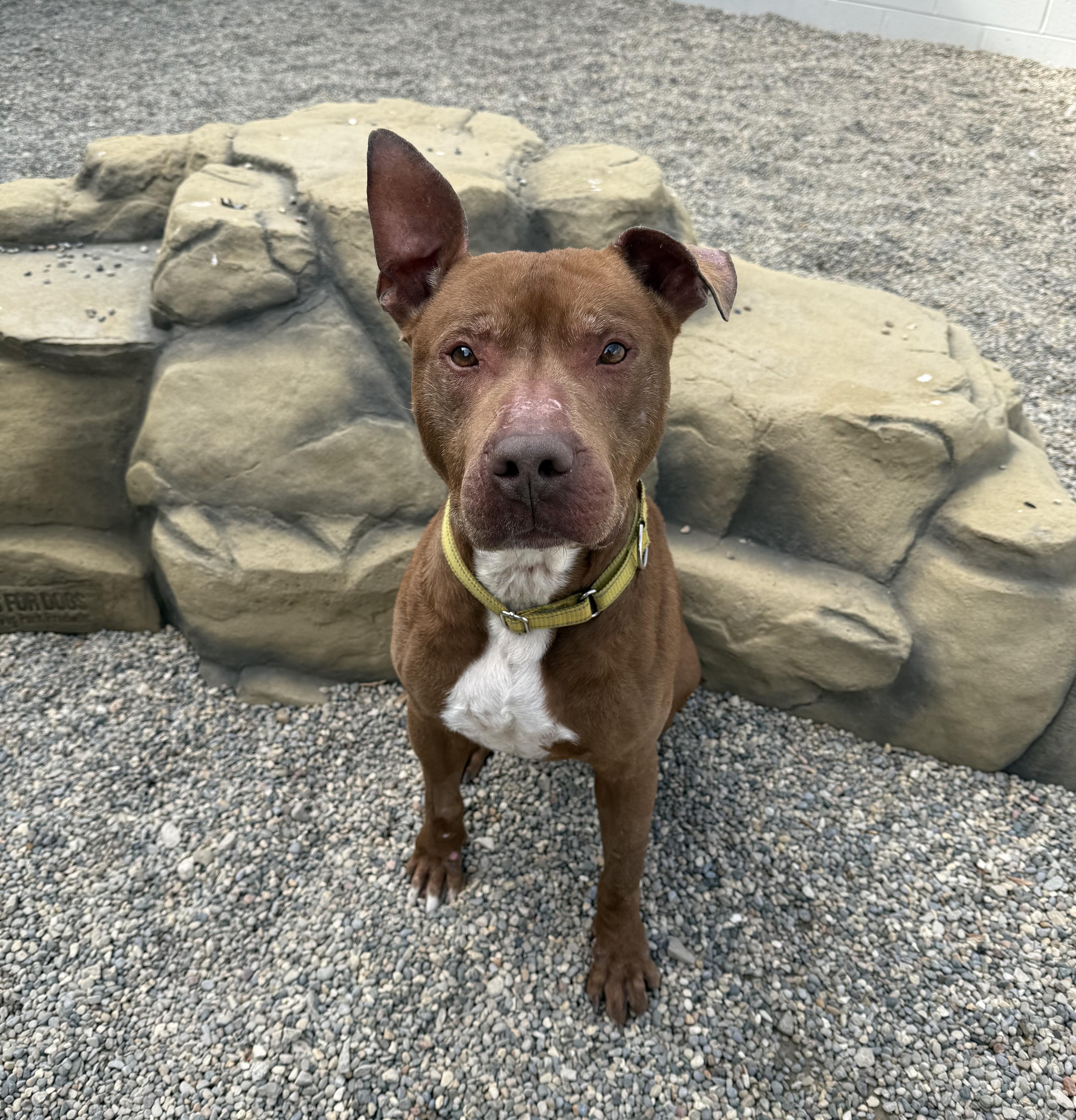 Enlarge Canfield, a ADOPTABLE mixed breed in Detroit, MI image 4/6