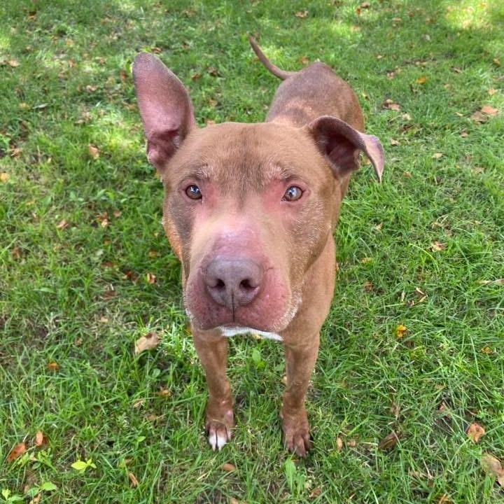 Enlarge Canfield, a ADOPTABLE mixed breed in Detroit, MI image 2/6