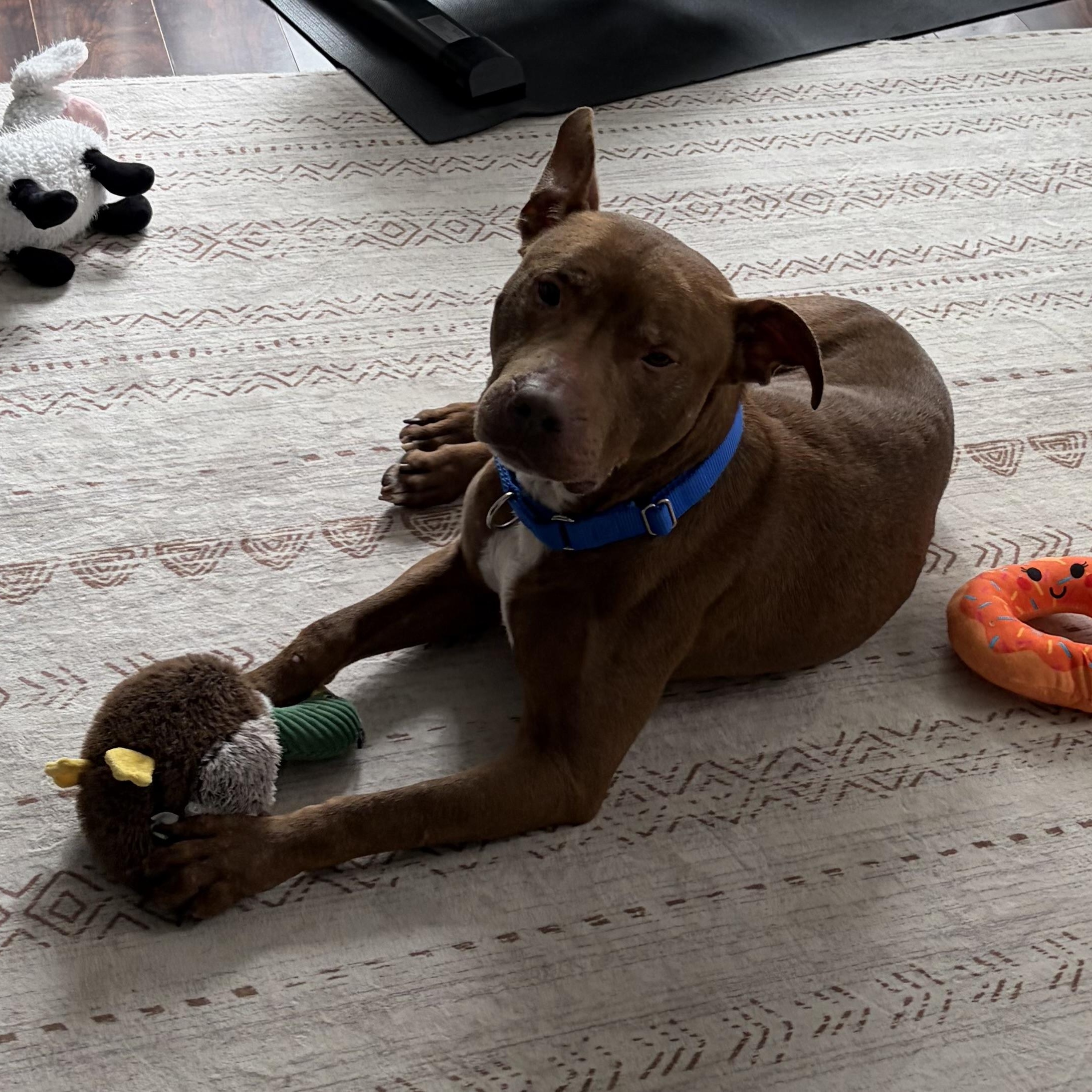 Enlarge Canfield, a ADOPTABLE mixed breed in Detroit, MI image 5/6