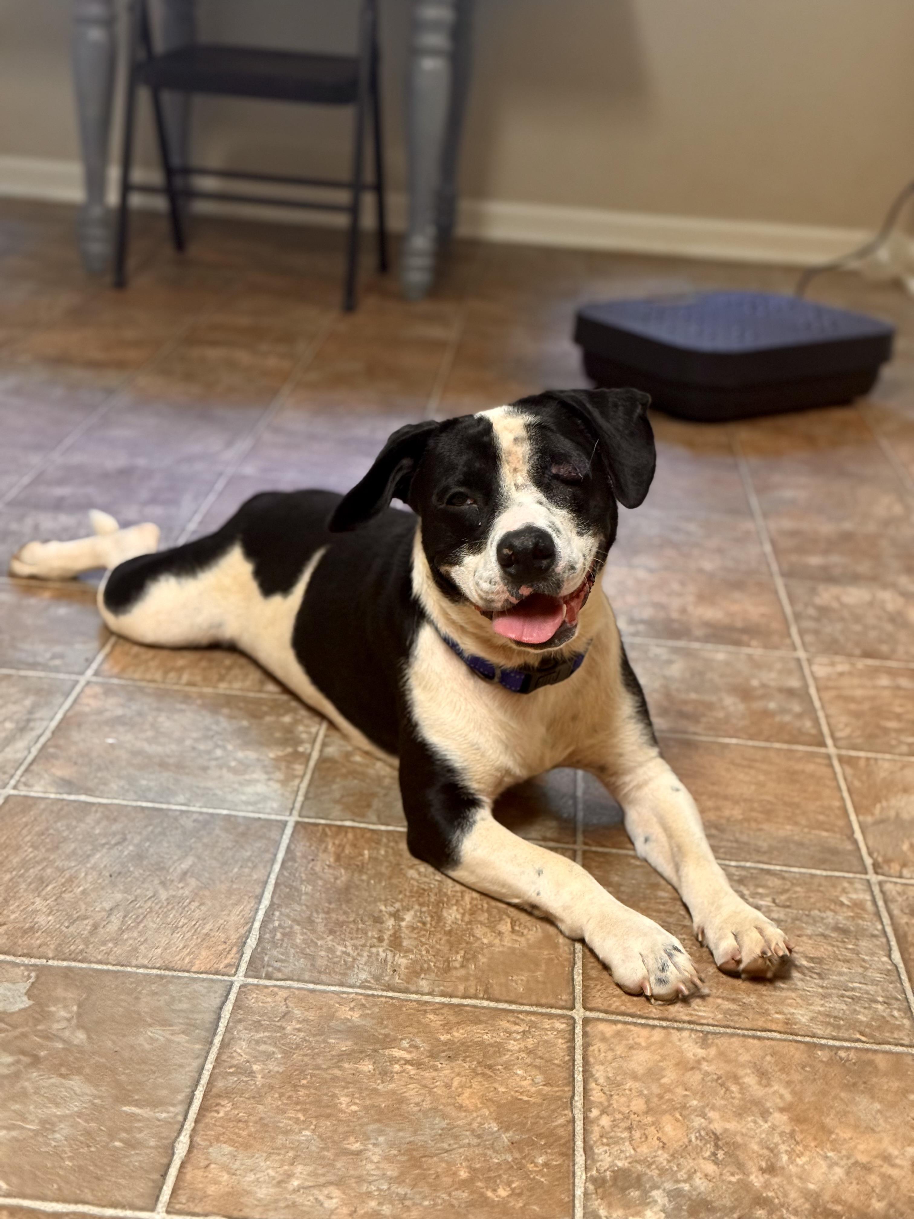 Enlarge Buddy one eye, a Adoptable mixed breed in Brentwood , TN image 2/6