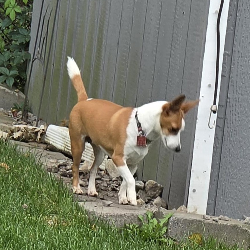 Enlarge Harlow, a Adoptable mixed breed in Quinte West, ON image 4/4