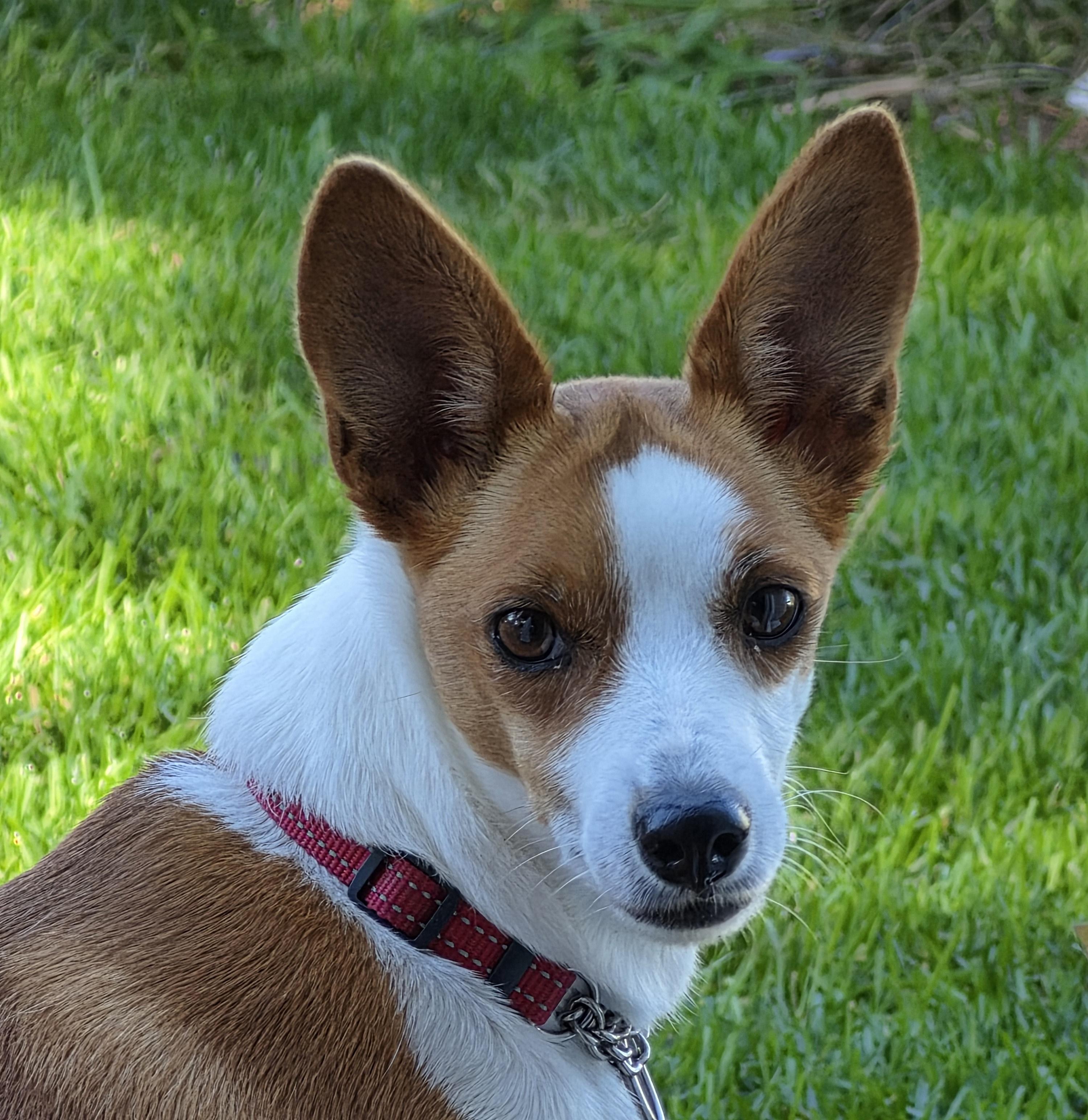 Harlow, Adoptable, Adult Female Jack Russell Terrier.
