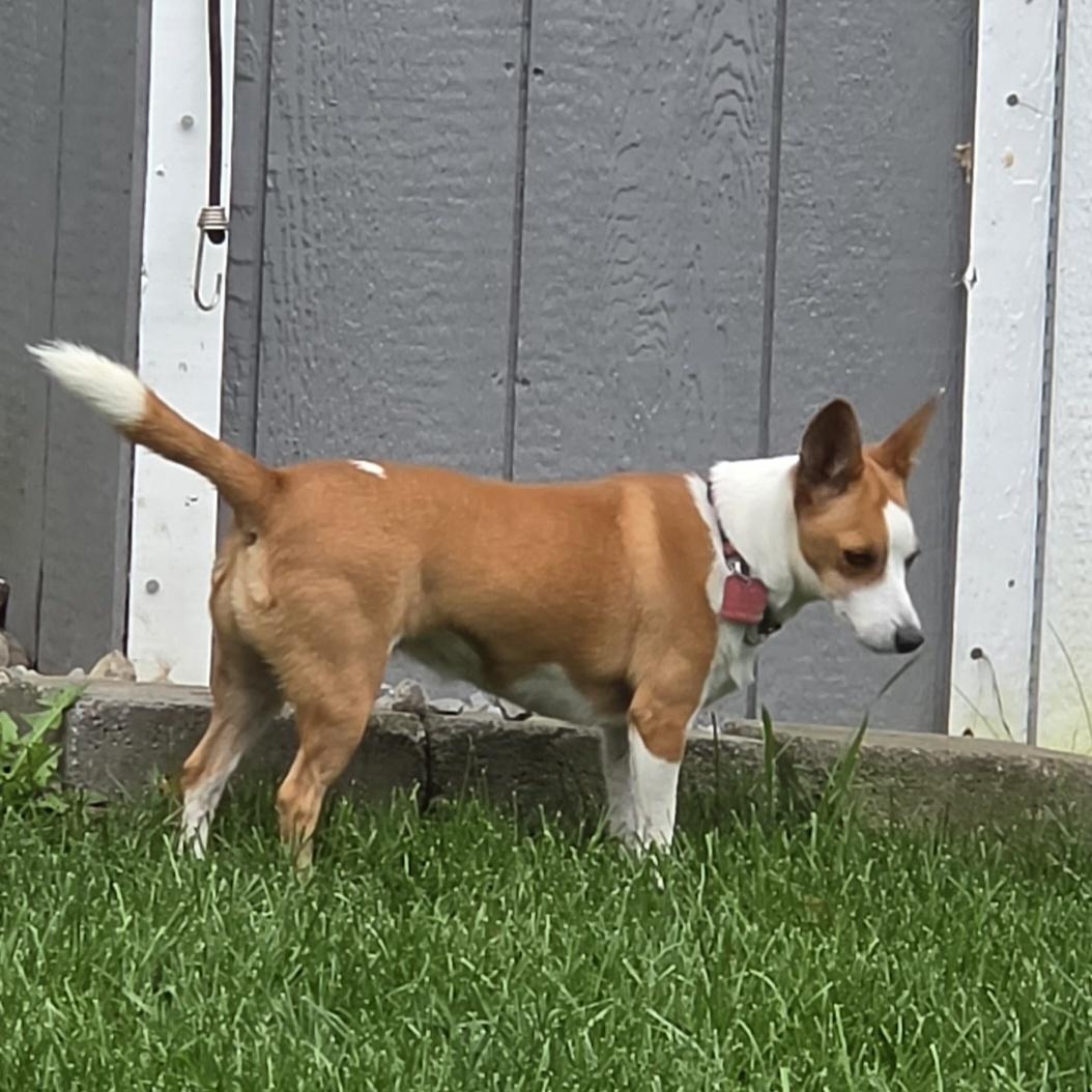 Enlarge Harlow, a Adoptable mixed breed in Quinte West, ON image 2/4
