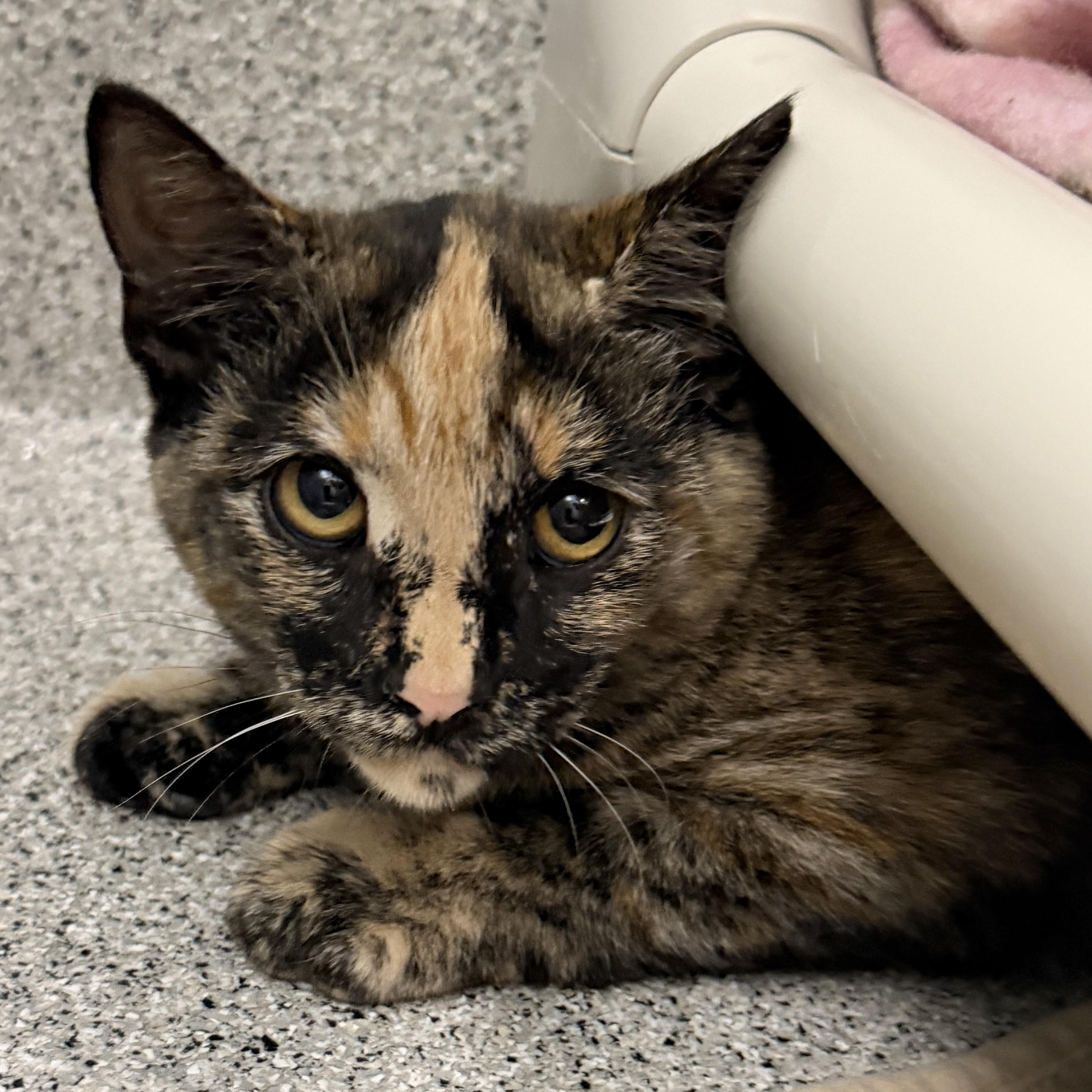 Enlarge Cherry Blossom, a Adoptable Domestic Short Hair in Lansing, MI image 2/3