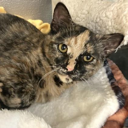 Cherry Blossom, Adoptable, Adult Male Domestic Short Hair.