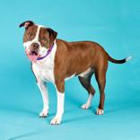 Enlarge Remi, a ADOPTABLE mixed breed in Hilliard, OH image 2/3