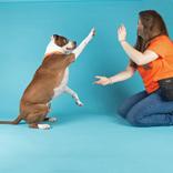 Enlarge Remi, a ADOPTABLE mixed breed in Hilliard, OH image 3/3