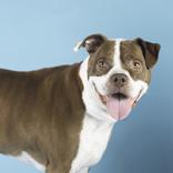 Remi, ADOPTABLE, Adult Male Mixed Breed.