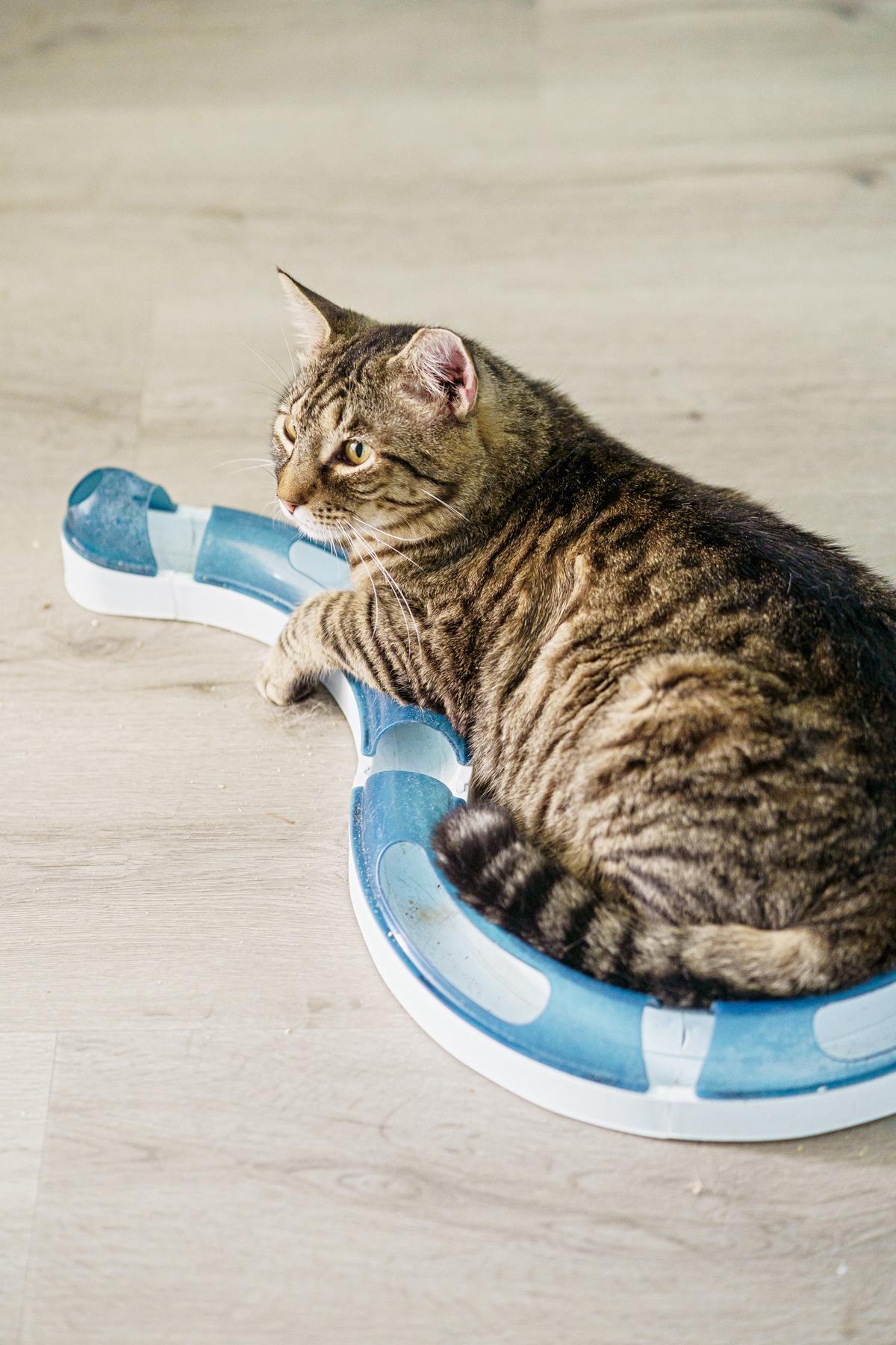 Billy, a ADOPTABLE Tabby in Marble Falls, TX image 2/4