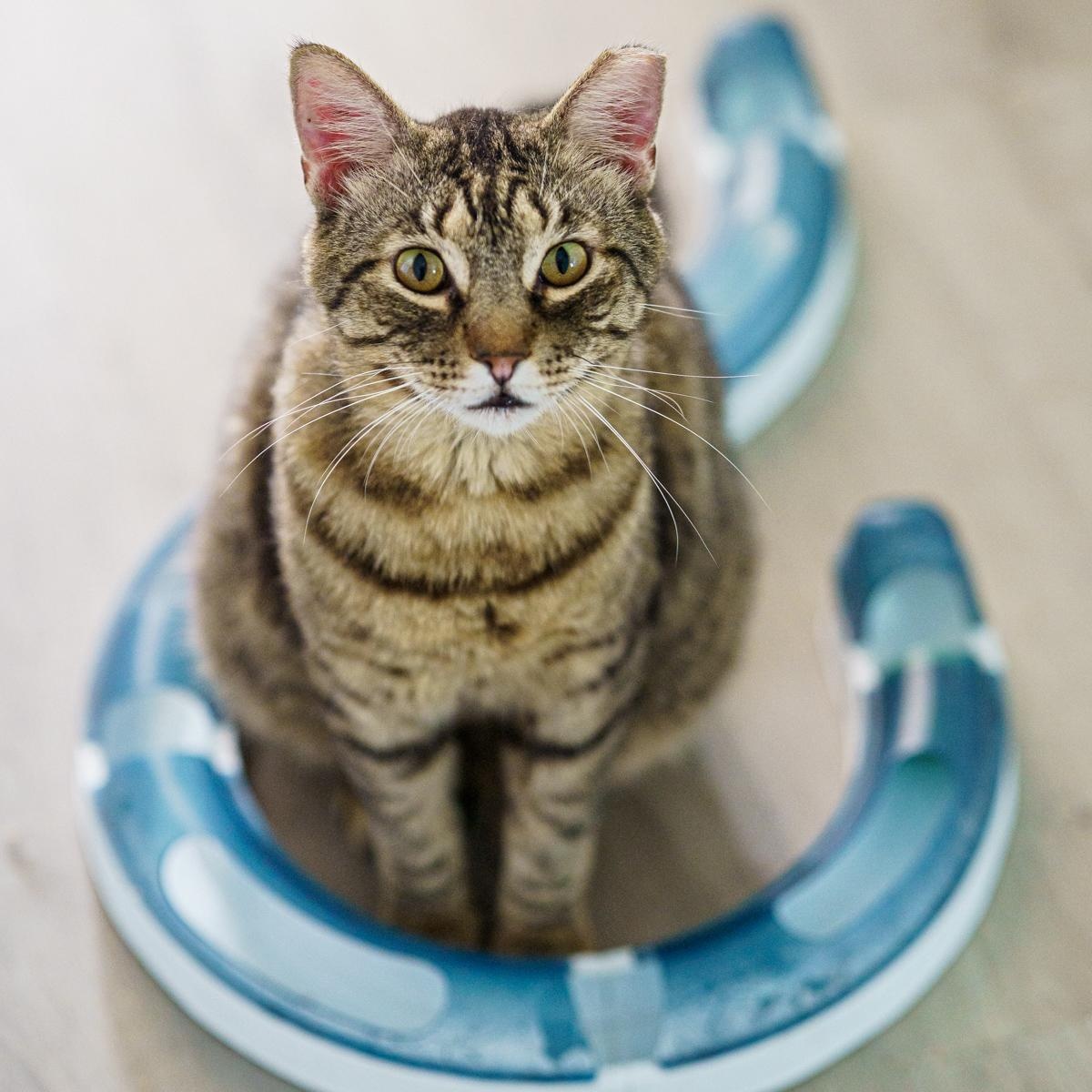 Billy, ADOPTABLE, Adult Male Tabby.
