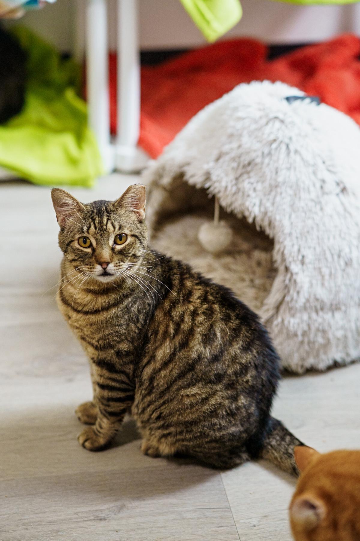 Billy, a ADOPTABLE Tabby in Marble Falls, TX image 4/4